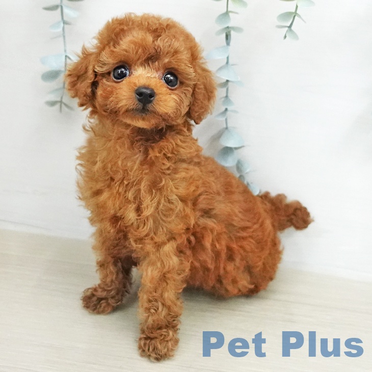 トイ・プードル