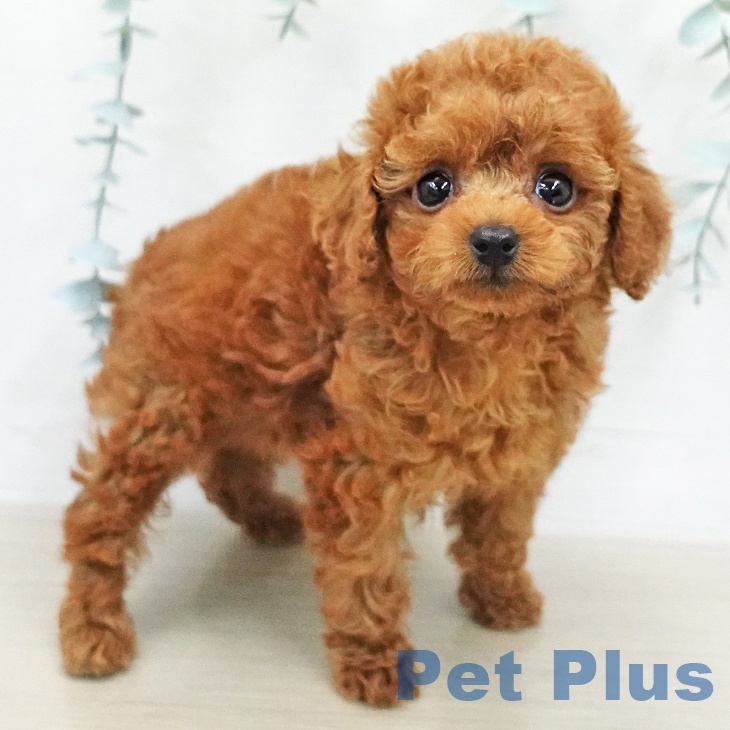 トイ・プードルの写真2