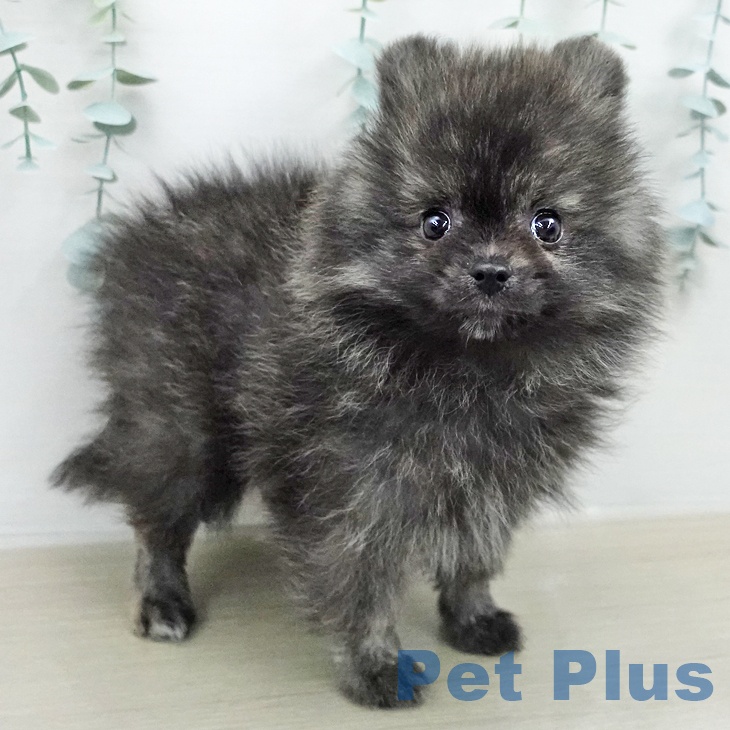 ポメラニアンの写真2