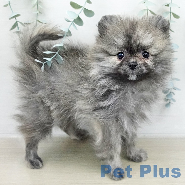 埼玉県のポメラニアン (ペットプラス 与野店/2026年1月23日生まれ/男の子/ウルフセーブル)の子犬