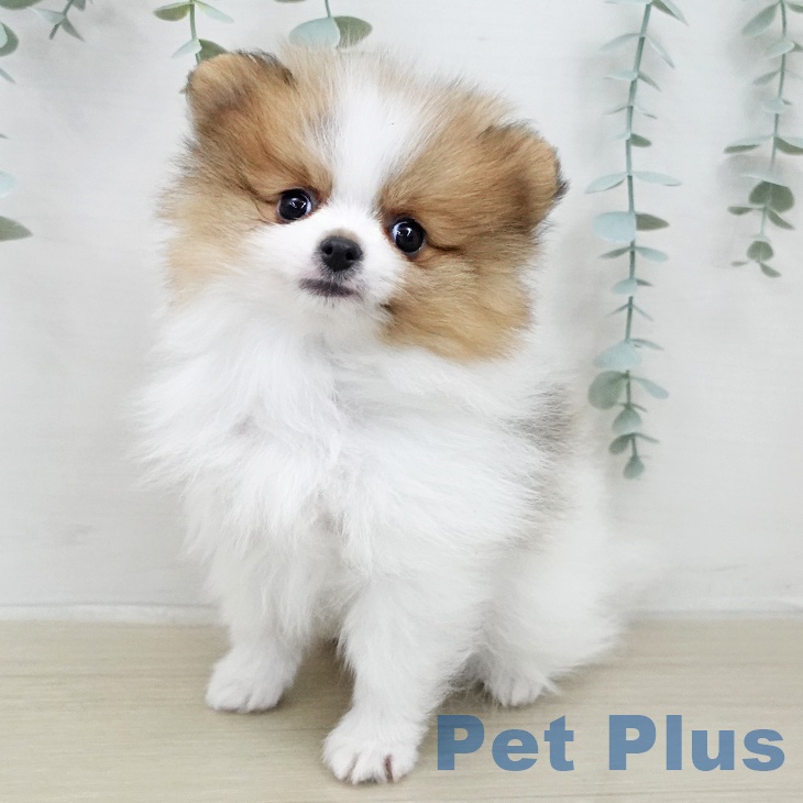 埼玉県のポメラニアン (ペットプラス コクーンシティ店/2026年1月23日生まれ/男の子/パーティーカラー)の子犬