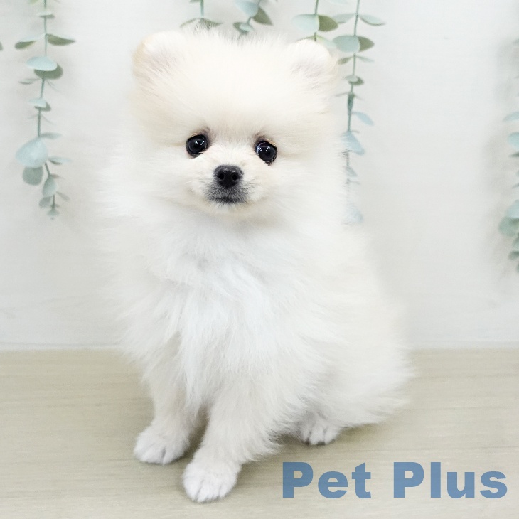 東京都のポメラニアン (ペットプラス MARK IS 葛飾かなまち店/2026年1月23日生まれ/男の子/クリーム)の子犬