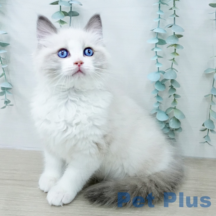 ラグドールの写真2