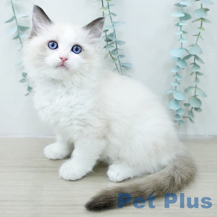 ラグドールの写真2