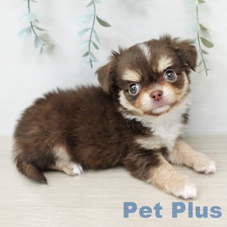 埼玉県のチワワ(ロング) (ペットプラス コクーンシティ店/2026年1月25日生まれ/男の子/チョコレートタンホワイト)の子犬