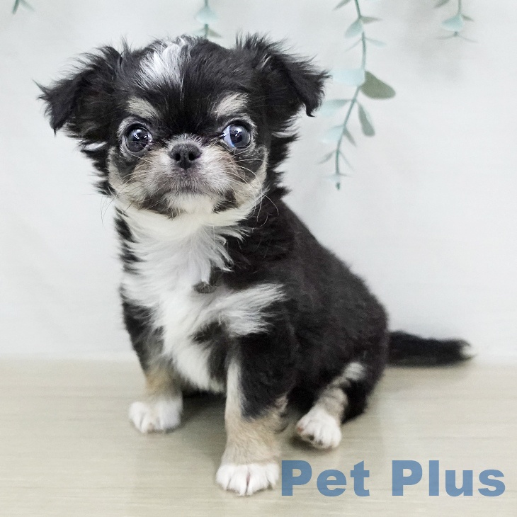 埼玉県のチワワ(ロング) (ペッツワン 浦和美園店/2026年1月25日生まれ/女の子/ブラックタンホワイト)の子犬