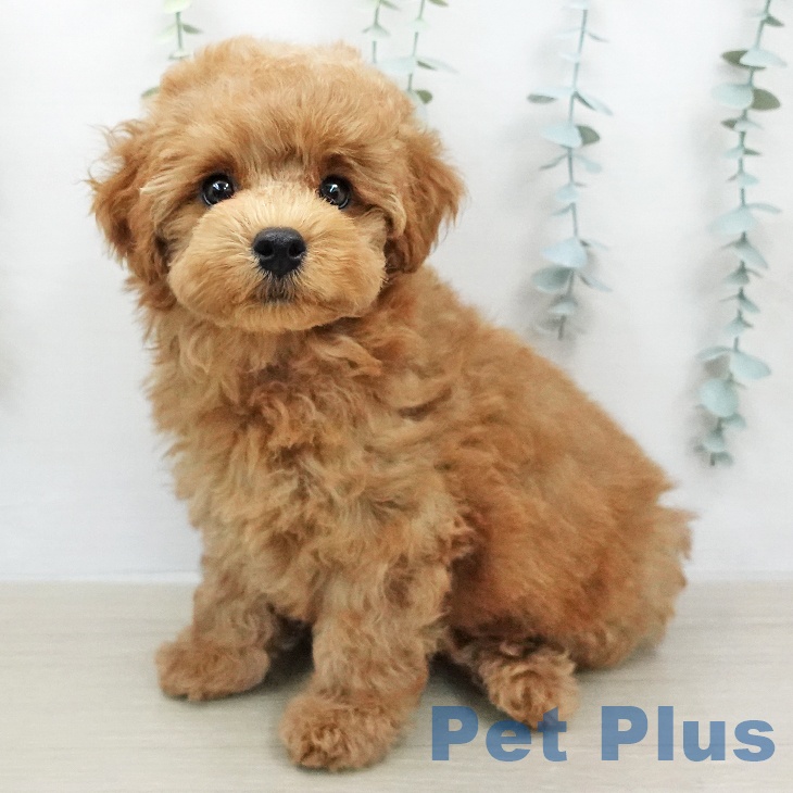 トイ・プードル