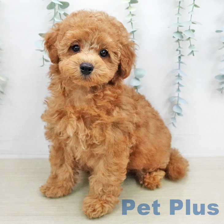 トイ・プードル