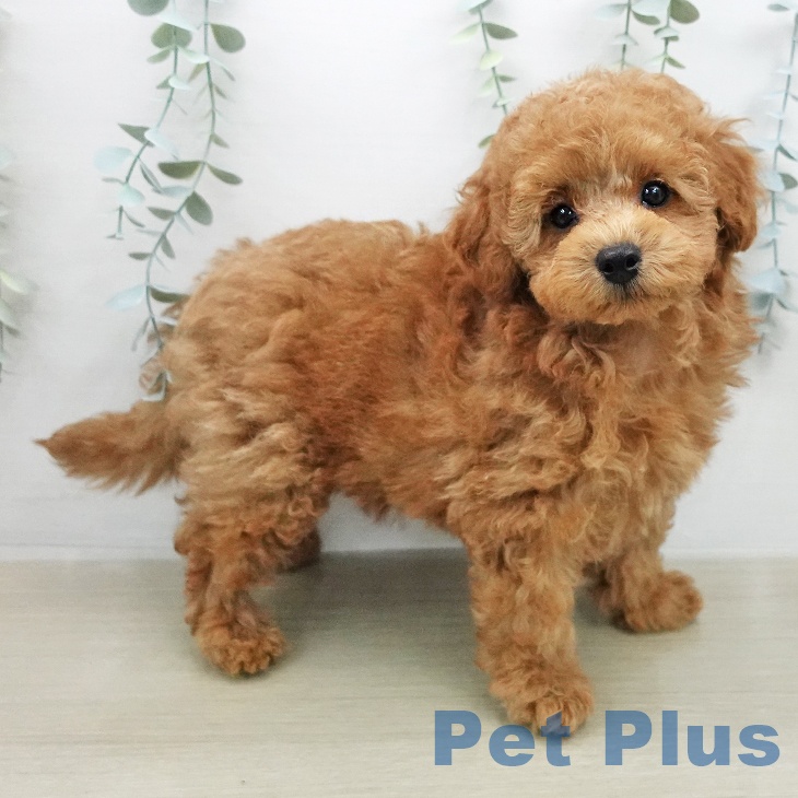 トイ・プードル