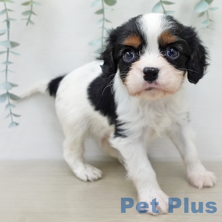 キャバリア・キングチャールズ・スパニエルの写真2