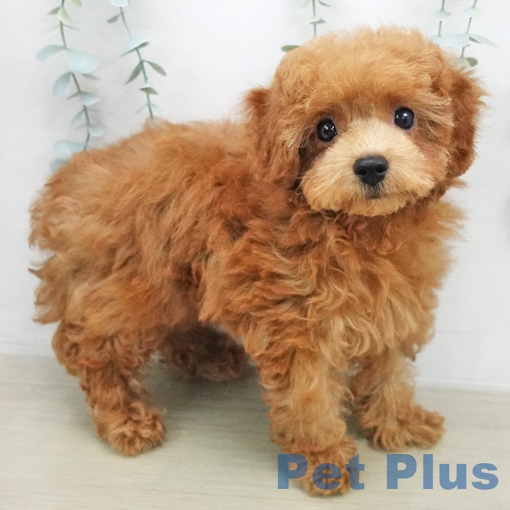 埼玉県のトイプードル(トイ) (ペットプラス 与野店/2026年1月16日生まれ/女の子/レッド)の子犬
