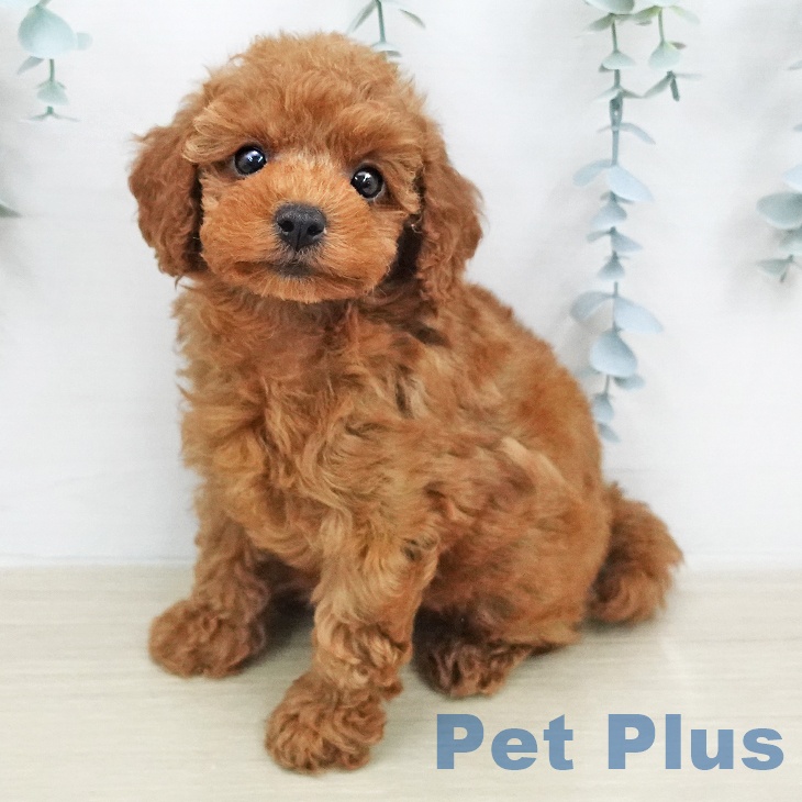 トイ・プードル