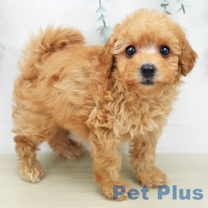 埼玉県のトイプードル(トイ) (ペットプラス 浦和美園店/2026年1月26日生まれ/女の子/アプリコット)の子犬