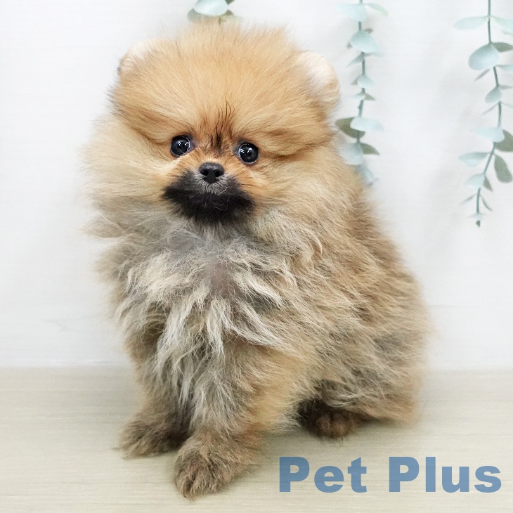 埼玉県のポメラニアン (ペッツワン 浦和美園店/2026年1月25日生まれ/男の子/オレンジセーブル)の子犬
