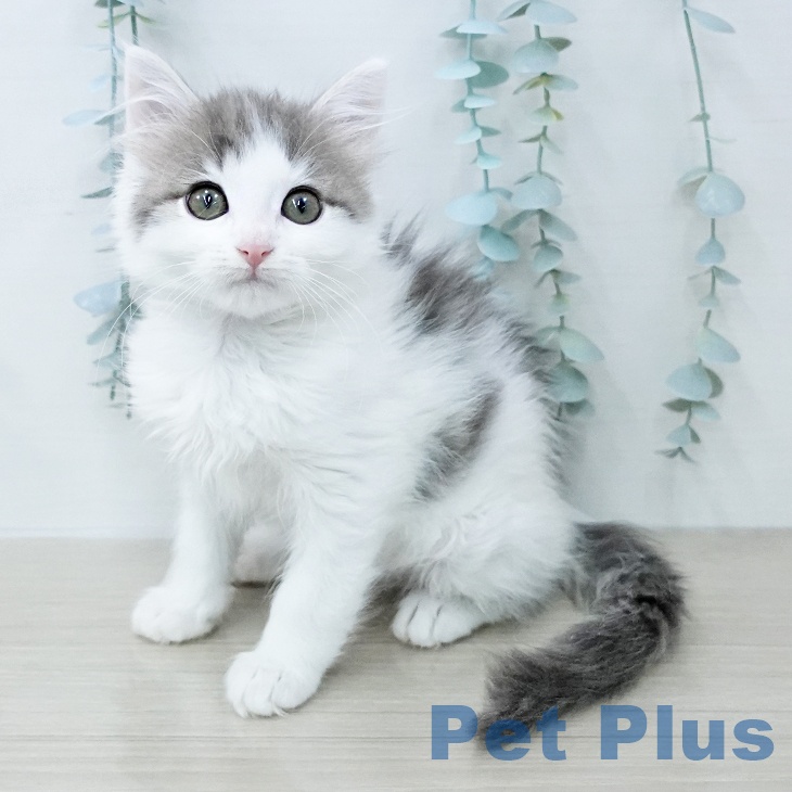 ノルウェージャンフォレストキャット