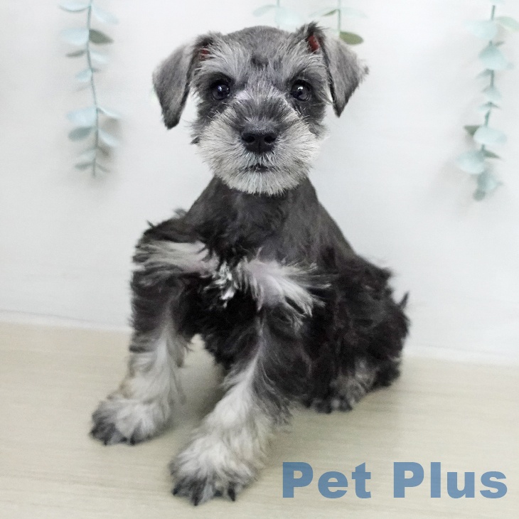 東京都のミニチュアシュナウザー (ペットプラス MARK IS 葛飾かなまち店/2026年1月26日生まれ/男の子/ソルトペッパー)の子犬