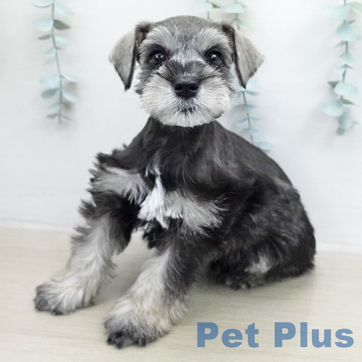 ミニチュア・シュナウザー