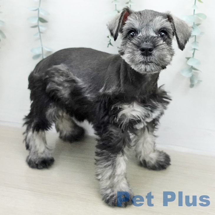 ミニチュア・シュナウザーの写真2