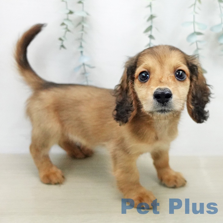 ミニチュア・ダックスフンド