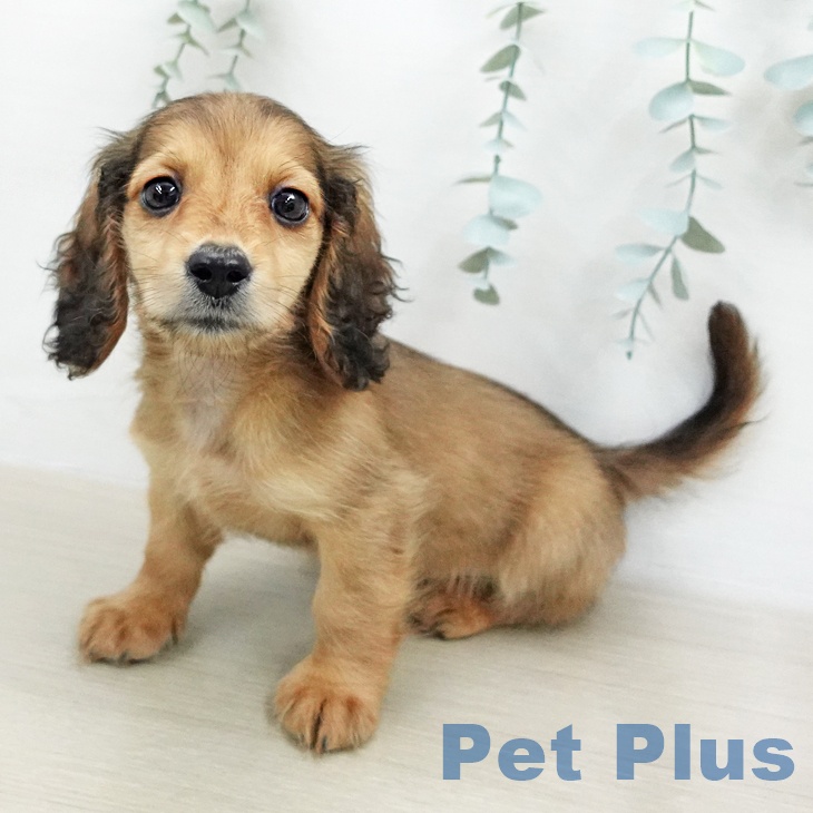 ミニチュア・ダックスフンドの写真2