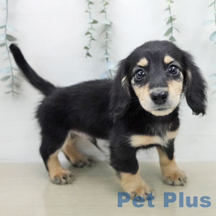 ミニチュア・ダックスフンドの写真2