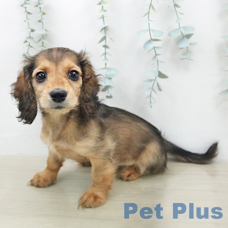 ミニチュア・ダックスフンド