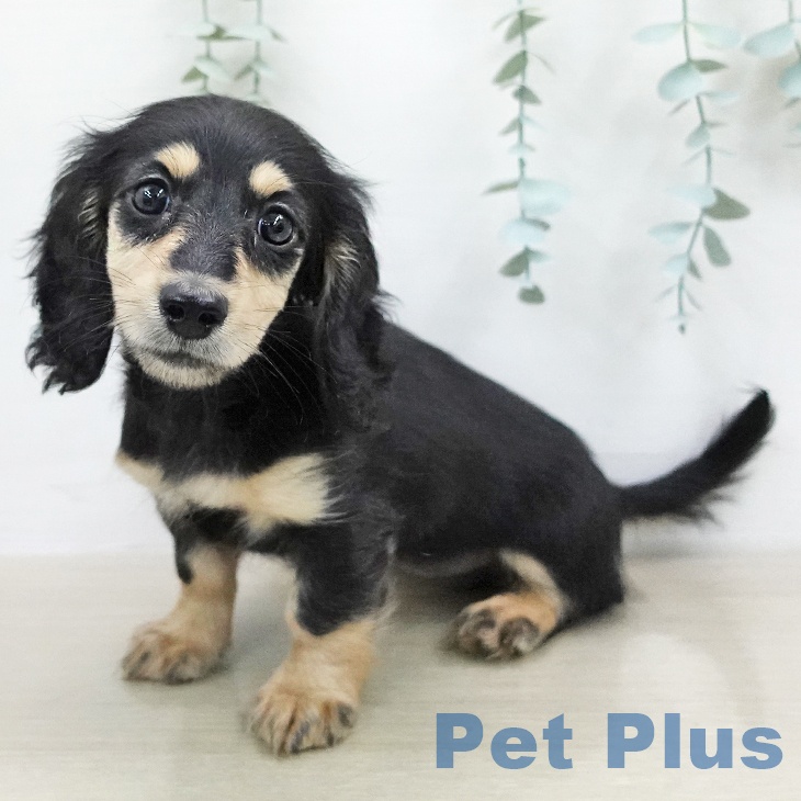 ミニチュア・ダックスフンド