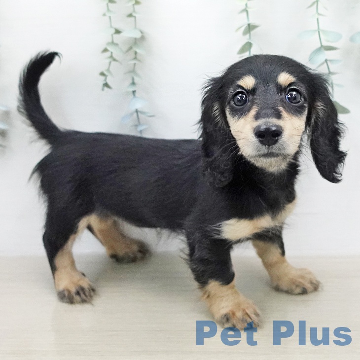 ミニチュア・ダックスフンドの写真2