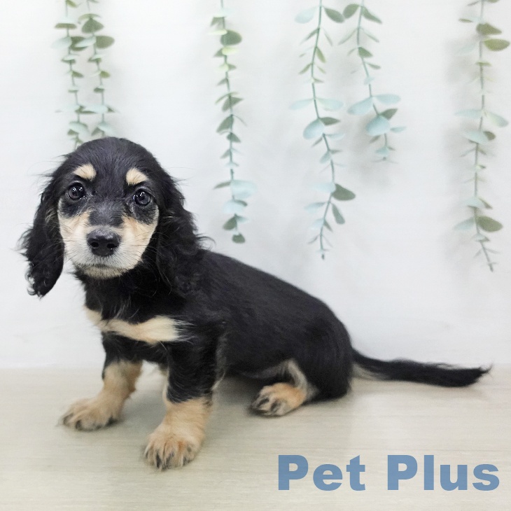 埼玉県のミニチュアダックスフンド(ロング) (ペッツワン 浦和美園店/2026年1月26日生まれ/女の子/ブラックイエロー)の子犬の1枚目の画像