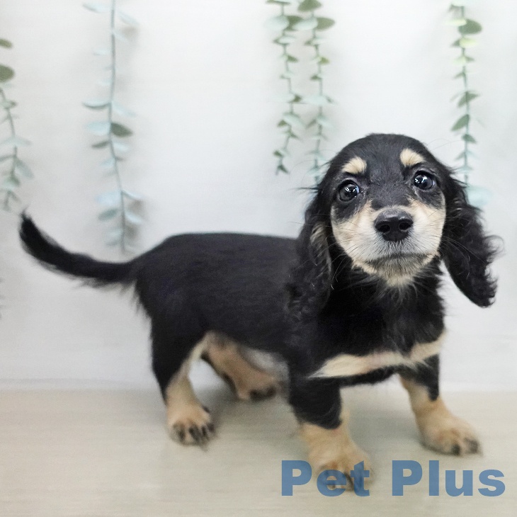 埼玉県のミニチュアダックスフンド(ロング) (ペッツワン 浦和美園店/2026年1月26日生まれ/女の子/ブラックイエロー)の子犬の2枚目の画像