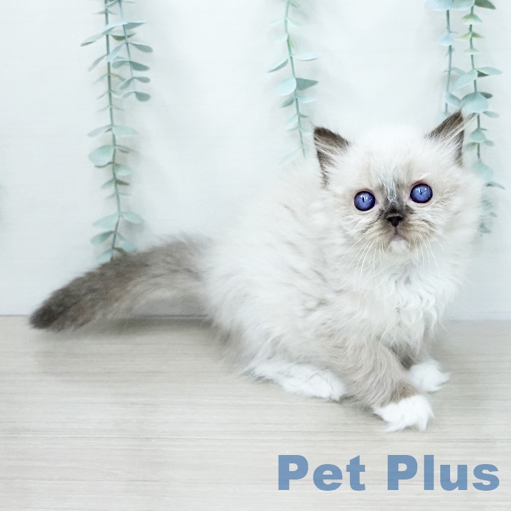 ラグドールの写真2