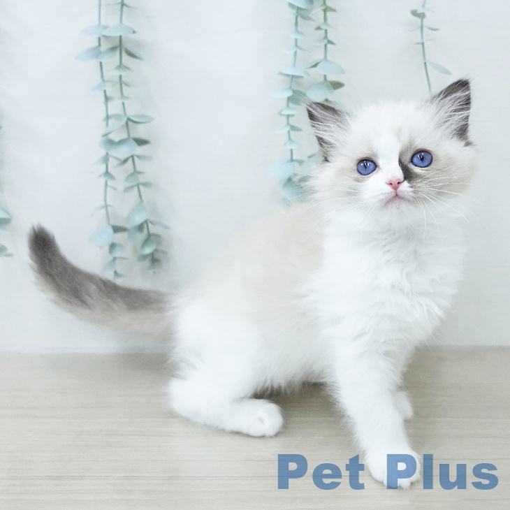 神奈川県のラグドール (ペットプラス ゆめが丘ソラトス店/2026年1月25日生まれ/女の子/シールポイントバイカラー)の子猫