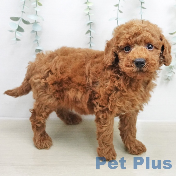 長野県のトイプードル(トイ) (ペットプラス 長野店/2026年1月26日生まれ/男の子/レッド)の子犬の1枚目の画像