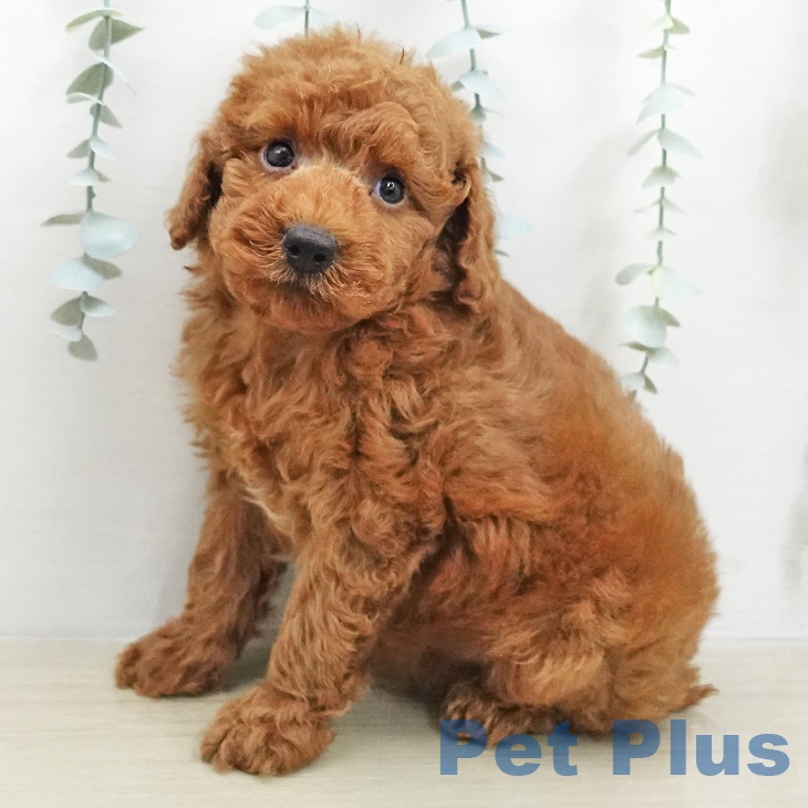 長野県のトイプードル(トイ) (ペットプラス 長野店/2026年1月26日生まれ/男の子/レッド)の子犬の2枚目の画像