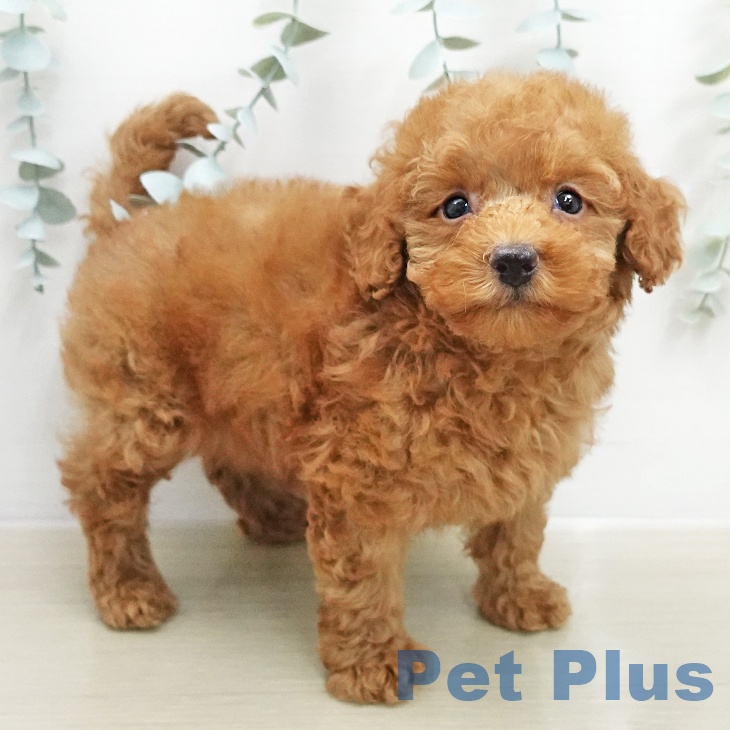 神奈川県のトイプードル(トイ) (ペットプラス 座間店/2026年1月26日生まれ/女の子/レッド)の子犬の1枚目の画像