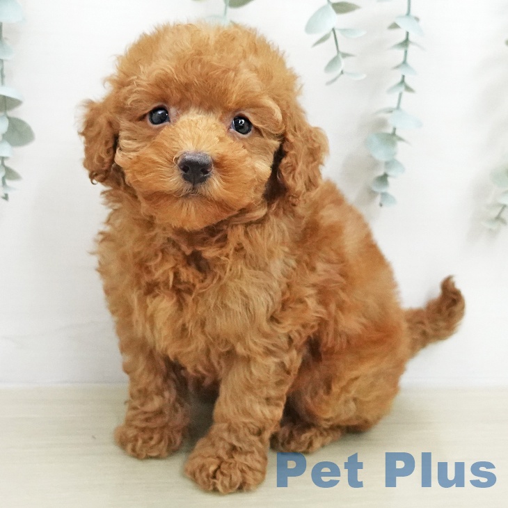 神奈川県のトイプードル(トイ) (ペットプラス 座間店/2026年1月26日生まれ/女の子/レッド)の子犬の2枚目の画像