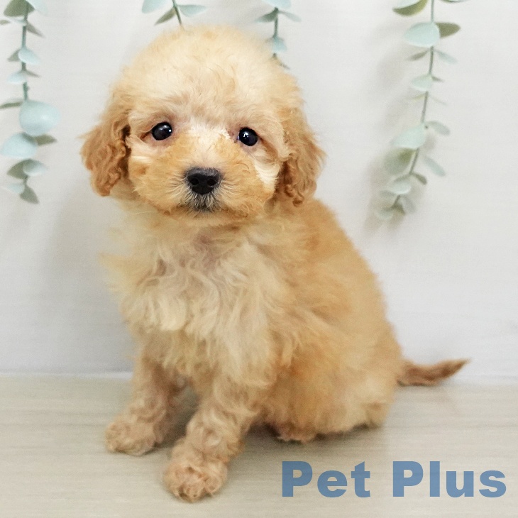 千葉県のトイプードル(トイ) (ペットプラス 成田店/2026年1月26日生まれ/女の子/アプリコット)の子犬