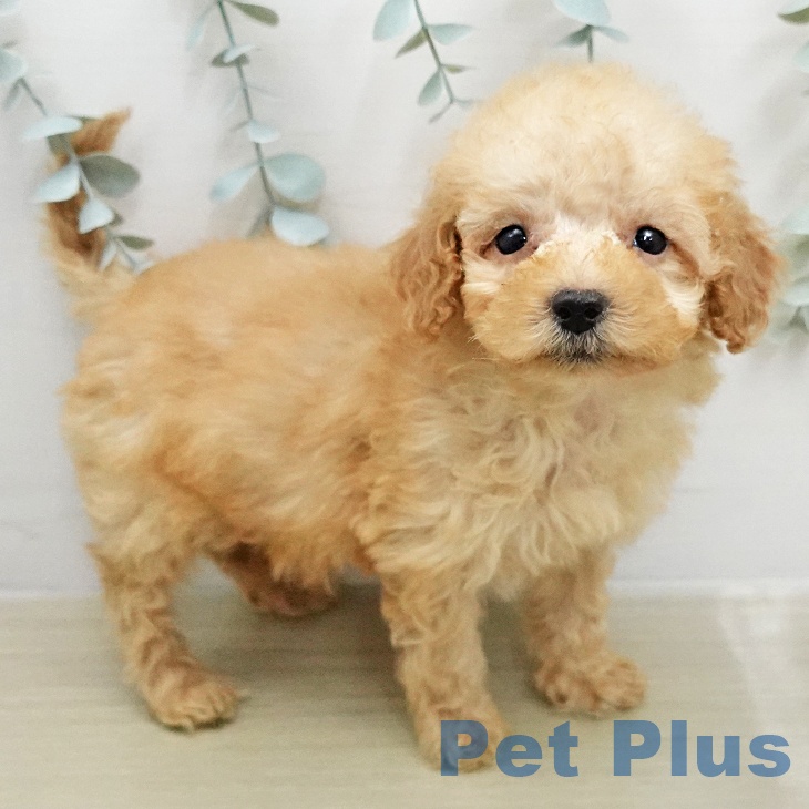 千葉県のトイプードル(トイ) (ペットプラス 成田店/2026年1月26日生まれ/女の子/アプリコット)の子犬の2枚目の画像