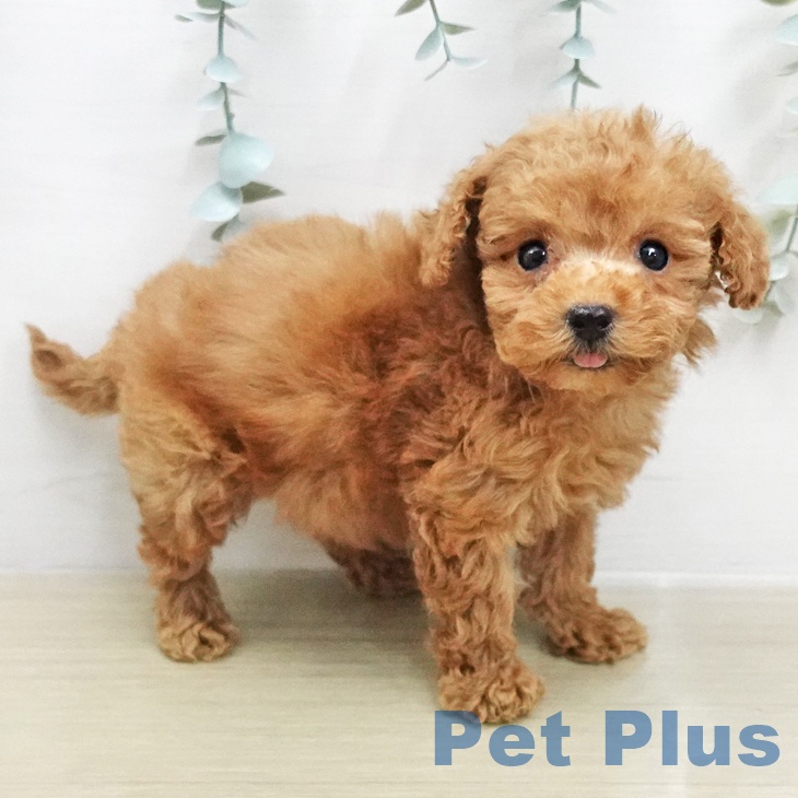 埼玉県のトイプードル(トイ) (ペットプラス ピオニウォーク東松山店/2026年1月26日生まれ/女の子/アプリコット)の子犬の1枚目の画像