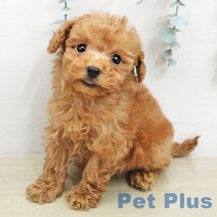 埼玉県のトイプードル(トイ) (ペットプラス ピオニウォーク東松山店/2026年1月26日生まれ/女の子/アプリコット)の子犬の2枚目の画像