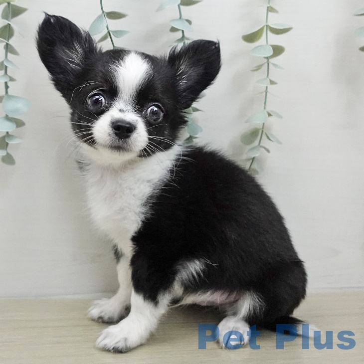 長野県のチワワ(ロング) (ペットプラス 須坂店/2026年1月28日生まれ/男の子/ブラックホワイト)の子犬