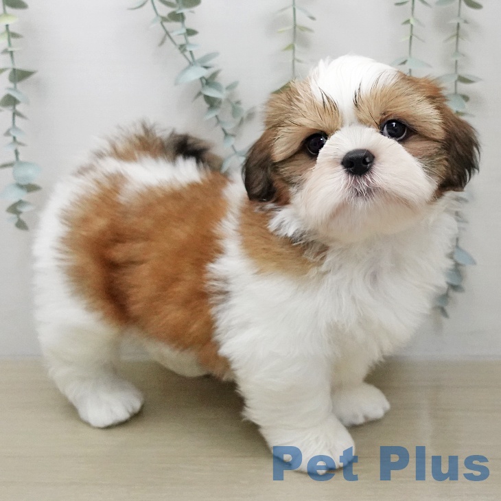 千葉県のシーズー (ペッツワン 千葉ニュータウン店/2026年1月28日生まれ/男の子/ゴールドホワイト)の子犬