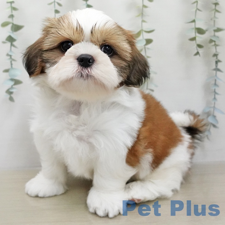 千葉県のシーズー (ペッツワン 千葉ニュータウン店/2026年1月28日生まれ/男の子/ゴールドホワイト)の子犬の2枚目の画像