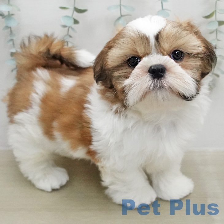 茨城県のシーズー (ペッツワン 阿見店/2026年1月28日生まれ/男の子/ゴールドホワイト)の子犬