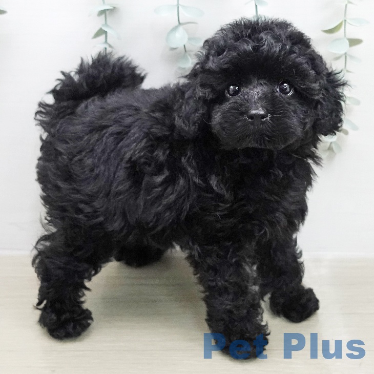 千葉県のトイプードル(トイ) (ペットプラス 幕張新都心店/2026年1月28日生まれ/女の子/ブラック)の子犬