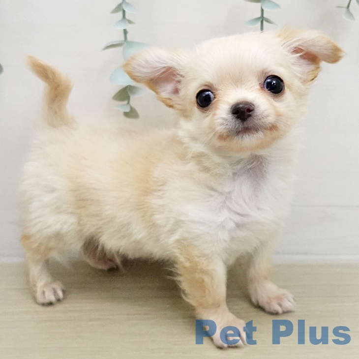 福島県のチワワ(ロング) (ペットプラス 福島店/2026年1月27日生まれ/男の子/クリーム)の子犬の1枚目の画像