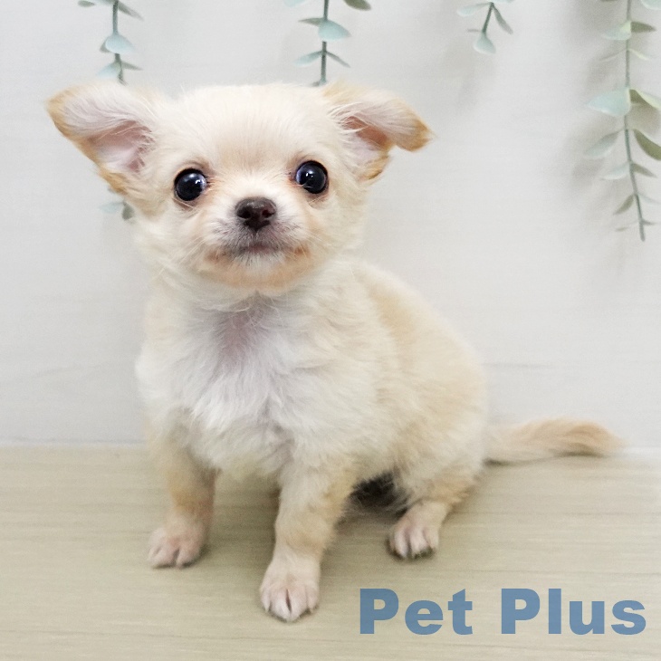 福島県のチワワ(ロング) (ペットプラス 福島店/2026年1月27日生まれ/男の子/クリーム)の子犬の2枚目の画像
