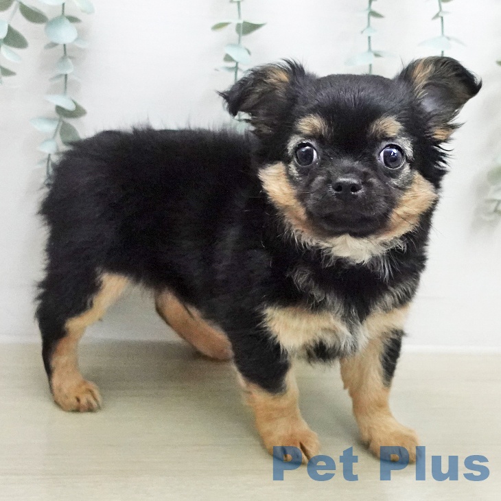 神奈川県のチワワ(ロング) (ペットプラス アミーゴ藤沢店/2026年1月25日生まれ/男の子/ブラックタン)の子犬の1枚目の画像