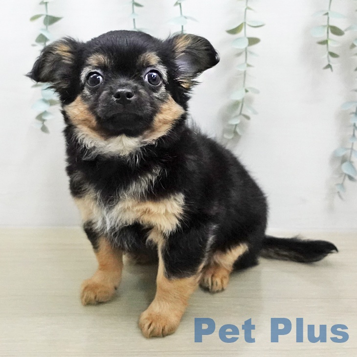 神奈川県のチワワ(ロング) (ペットプラス アミーゴ藤沢店/2026年1月25日生まれ/男の子/ブラックタン)の子犬の2枚目の画像