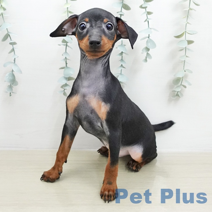 長野県のミニチュアピンシャー (ペットプラス 須坂店/2026年1月17日生まれ/男の子/ブラックタン)の子犬